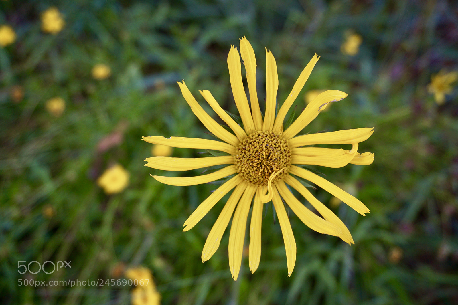 Sony a6000 sample photo. Yellow in nature photography