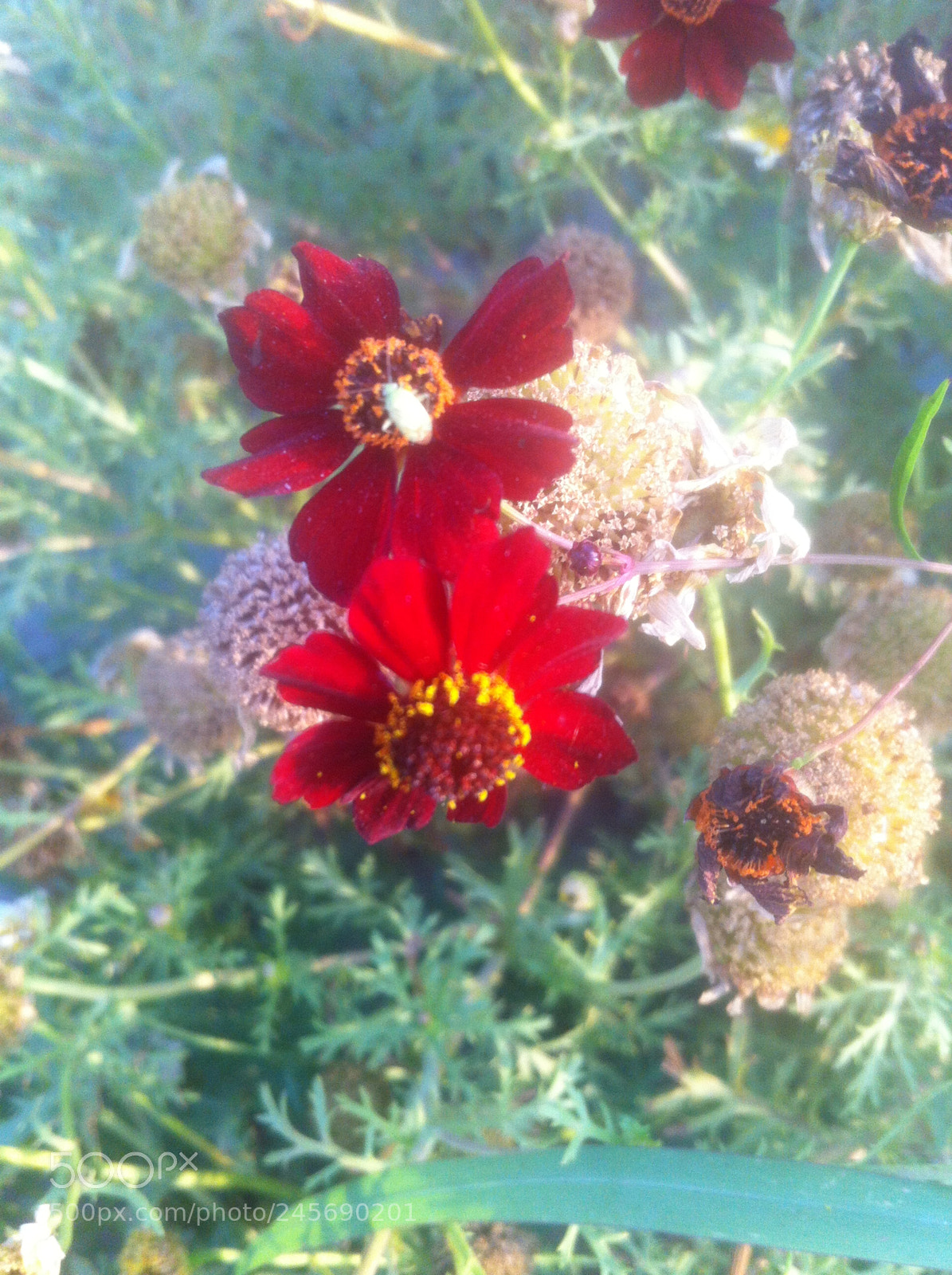 Apple iPhone 4 sample photo. Img photography