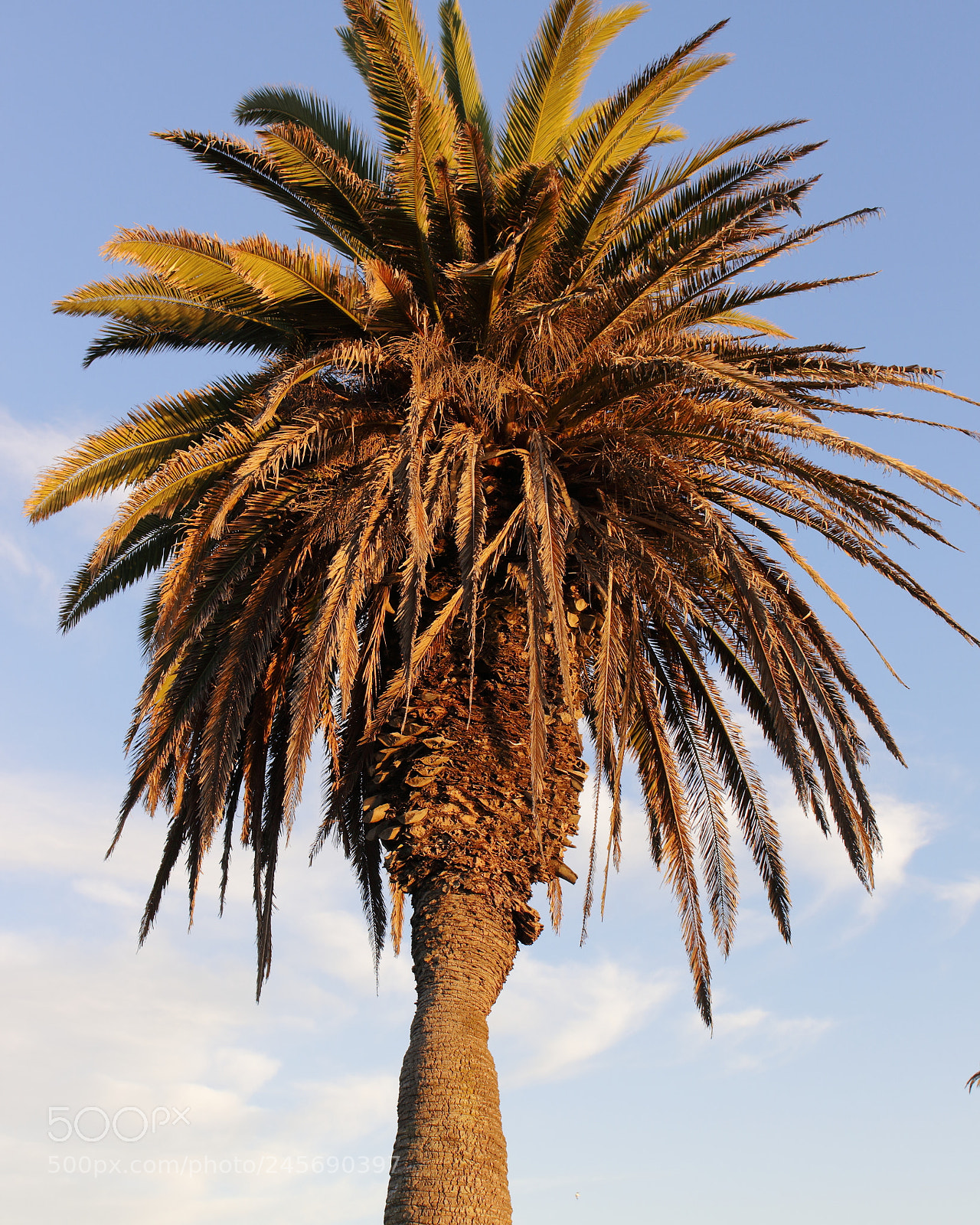Canon EOS 700D (EOS Rebel T5i / EOS Kiss X7i) sample photo. Palm tree photography
