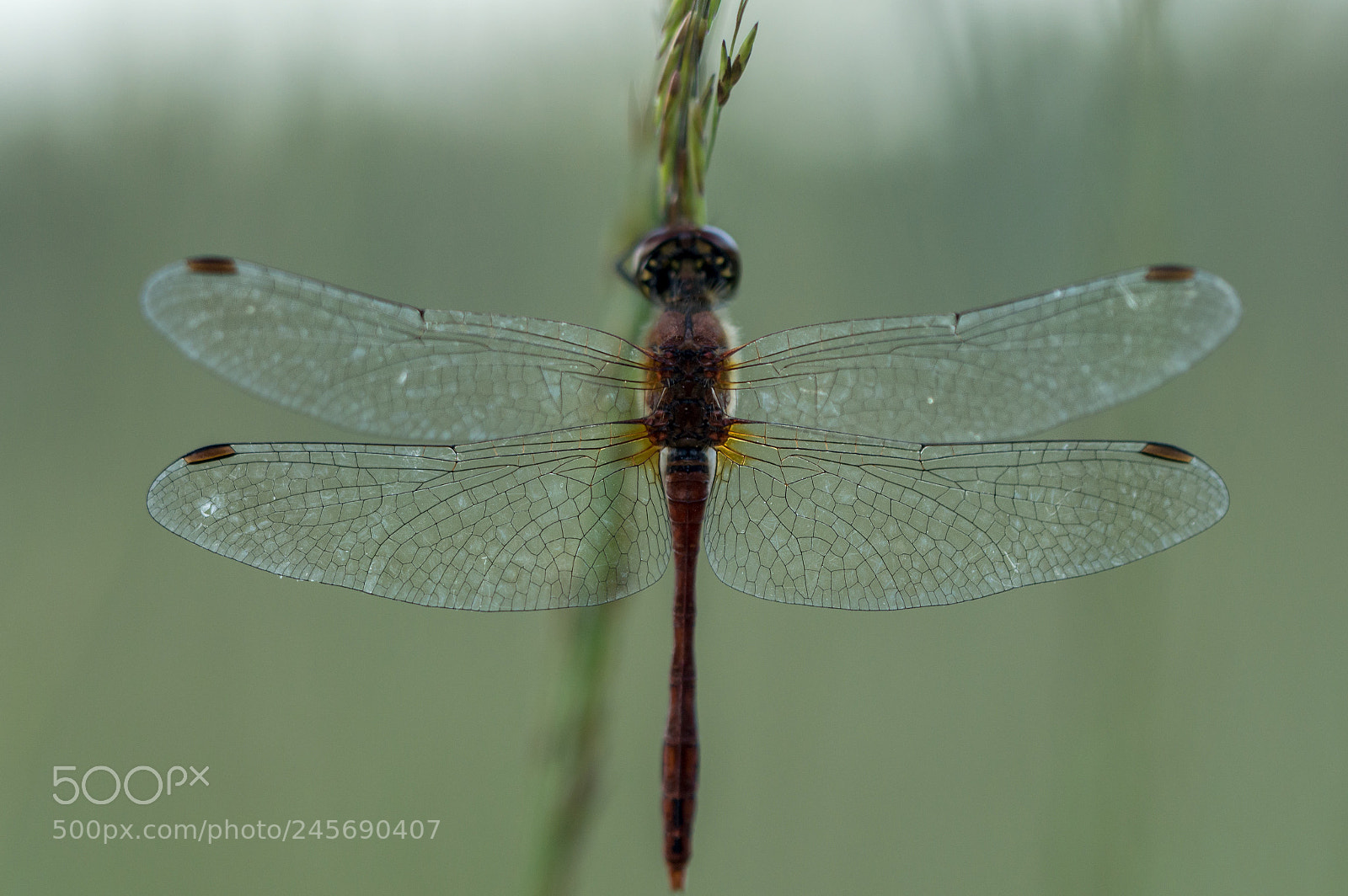 Nikon D3200 sample photo. Dragonfly photography