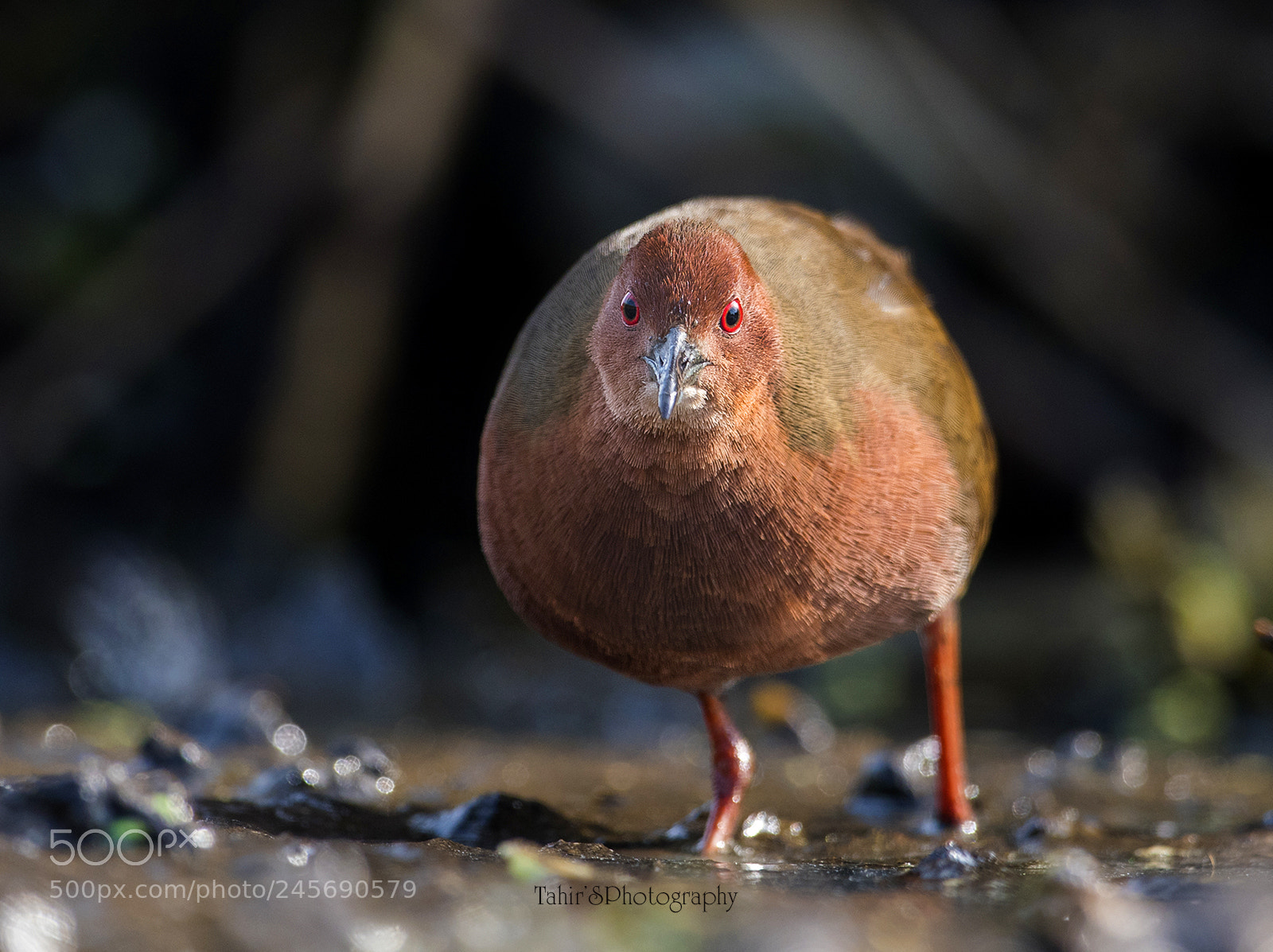 Nikon D500 sample photo. Ruddy-breasted crake (porzana fusca) photography