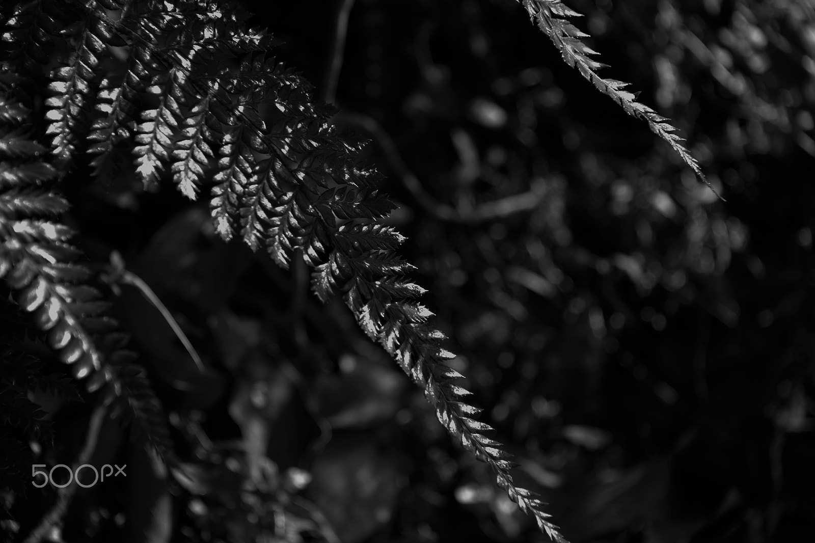 Nikon D610 sample photo. Hill fern photography