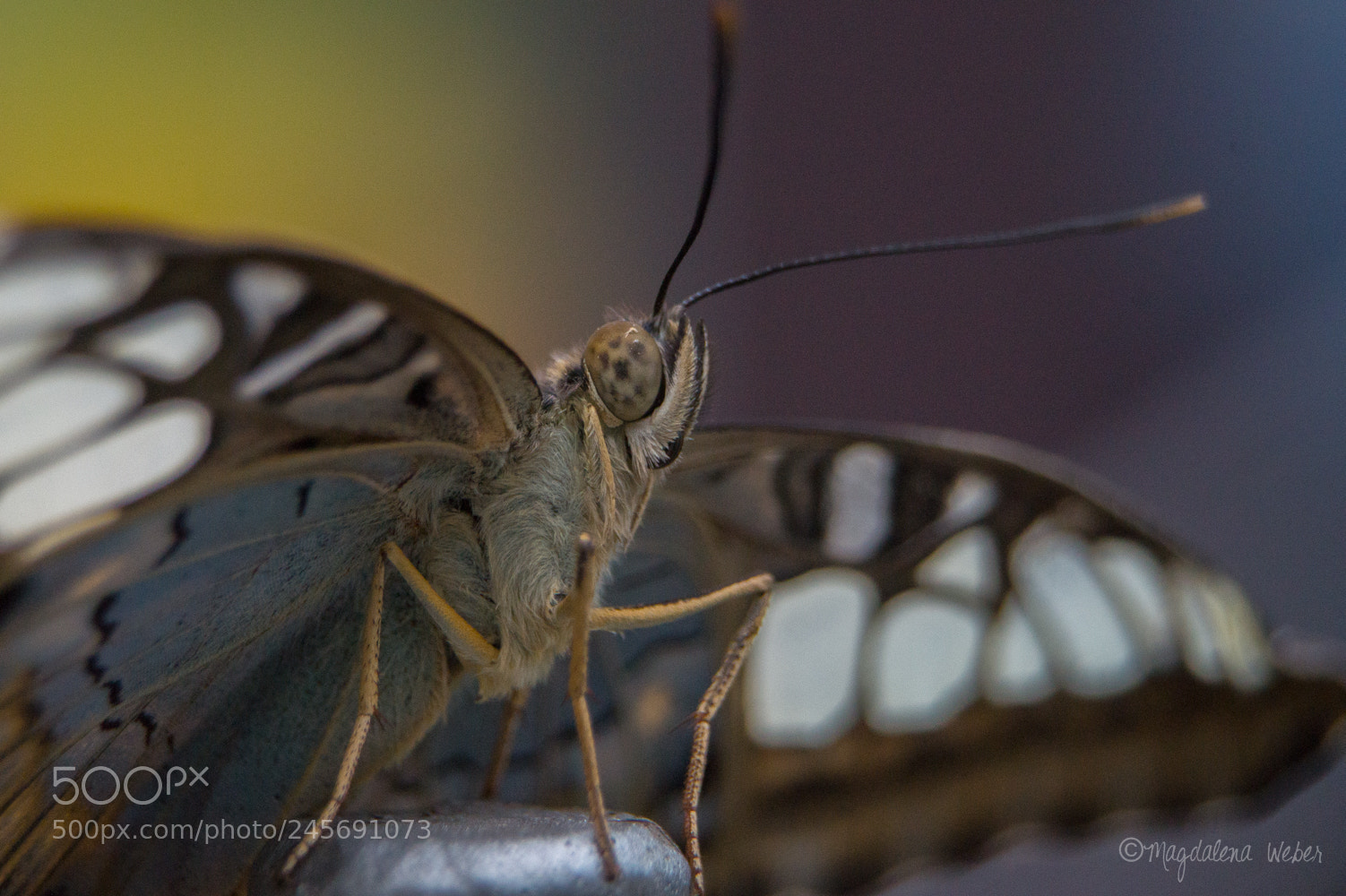 Sony SLT-A58 sample photo. Near to mr. butterfly photography
