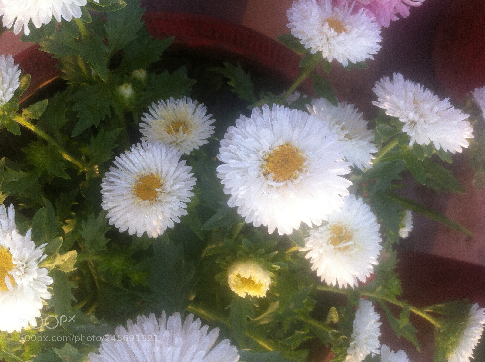 Apple iPhone 4 sample photo. Img photography