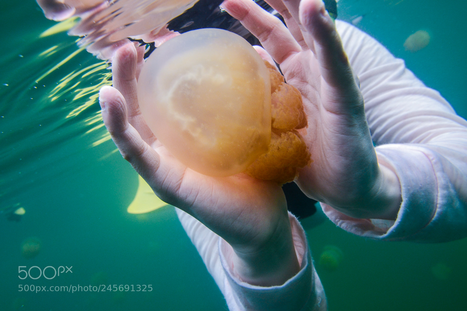Nikon D3100 sample photo. Jellyfish of palau photography