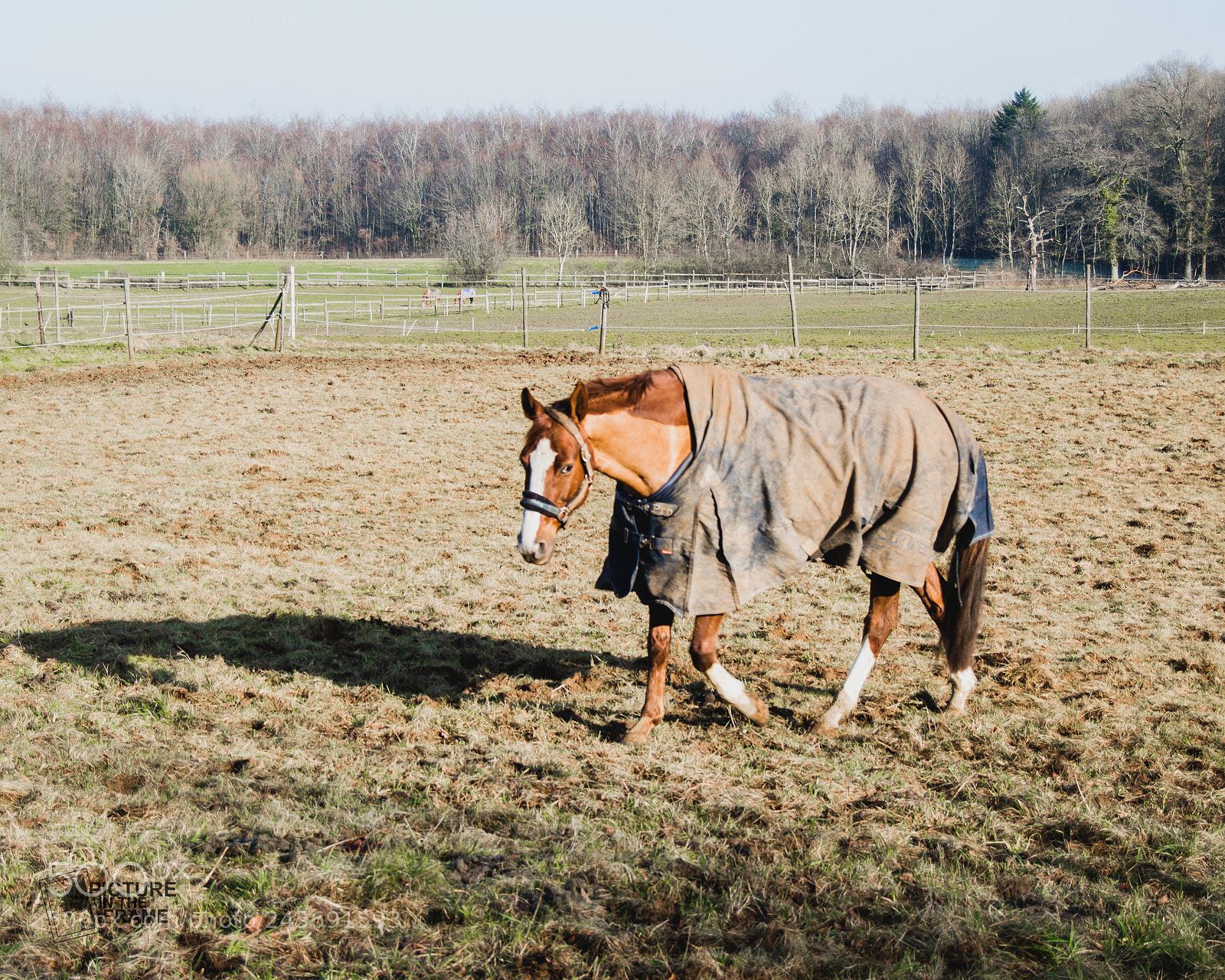 Nikon D3200 sample photo. Le cheval photography