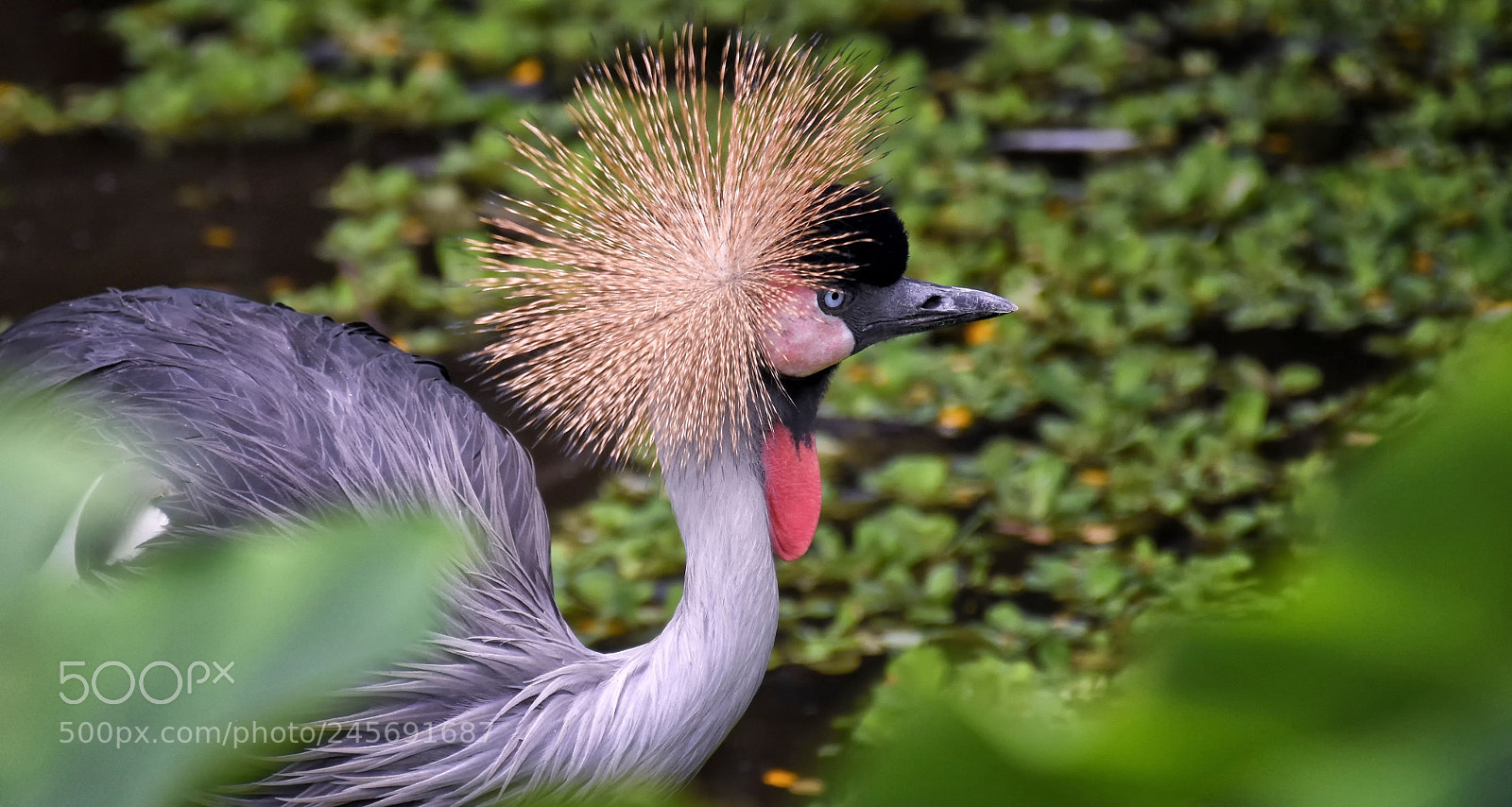 Nikon D7200 sample photo. Crowned crane photography