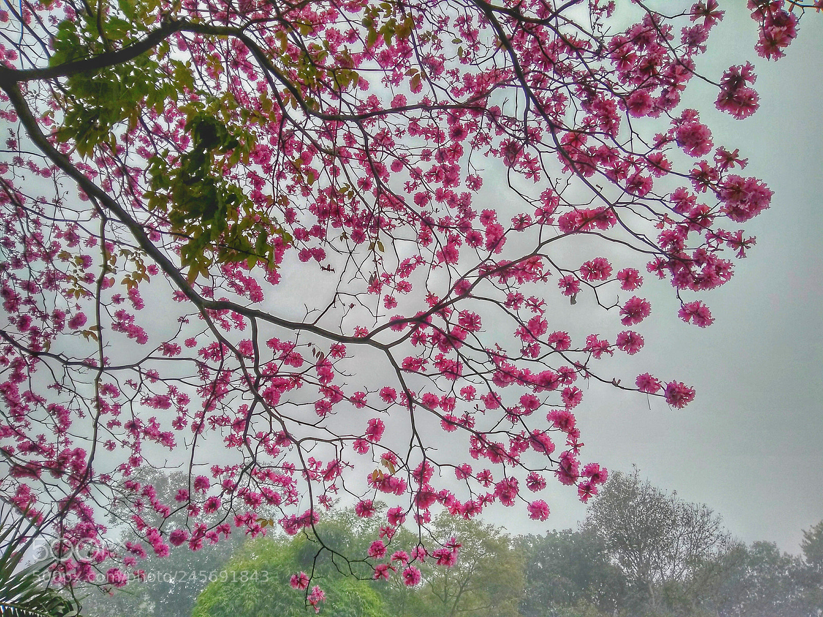 Motorola Moto G (5S) Plus sample photo. Untitled photography