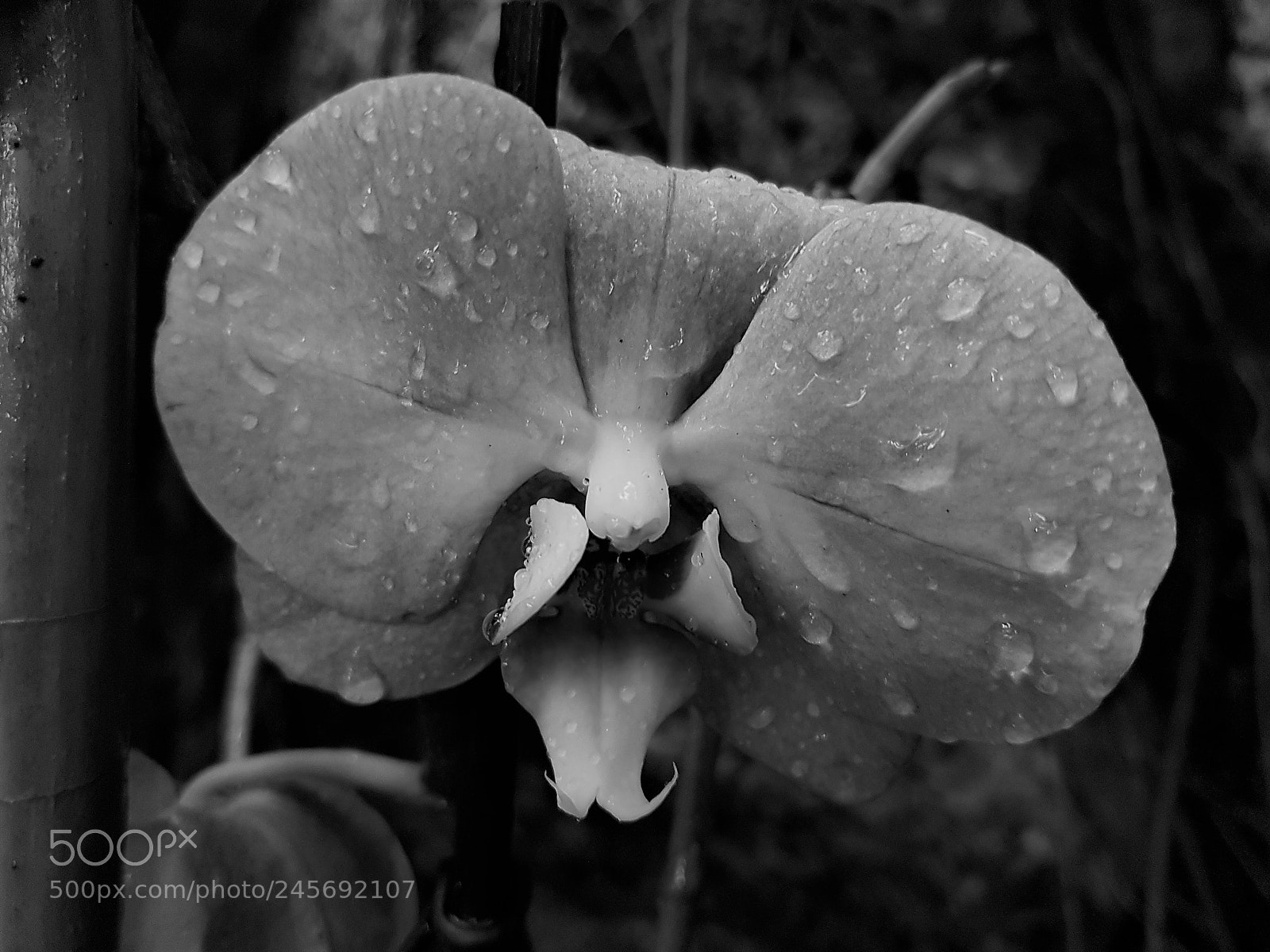 Samsung Galaxy S7 Edge sample photo. Orchide flower white black photography