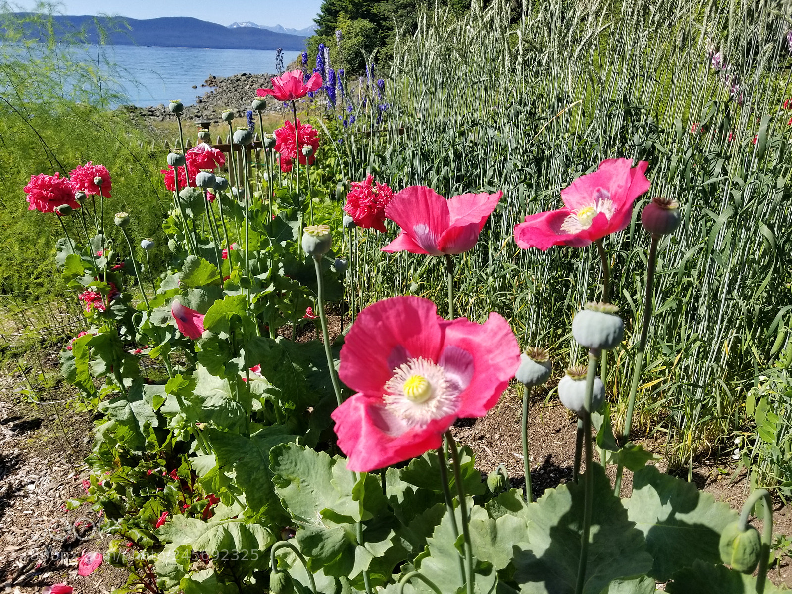 Samsung Galaxy S8+ sample photo. Untitled photography