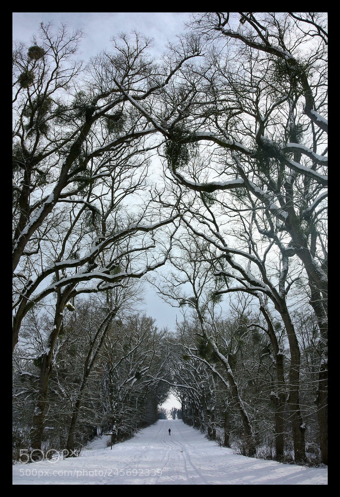 Sony Cyber-shot DSC-RX100 sample photo. Winter run photography