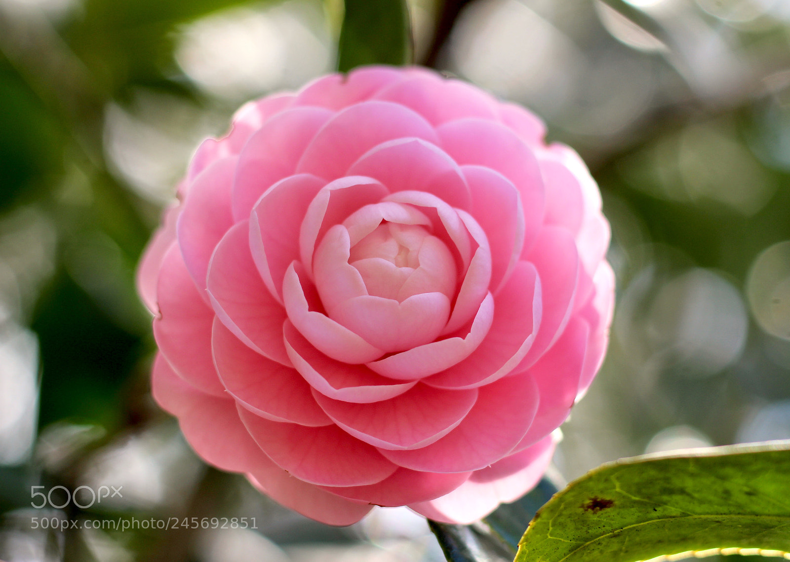 Canon EOS 100D (EOS Rebel SL1 / EOS Kiss X7) sample photo. Little dixie camellia photography