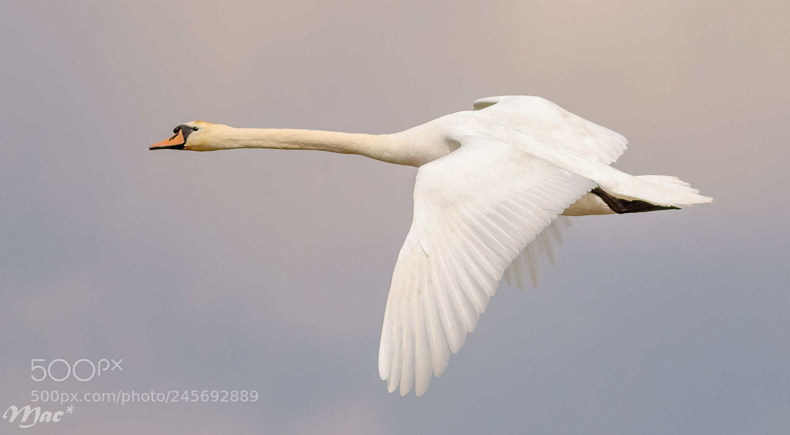 Canon EOS 7D Mark II sample photo. Mute swan - knobbelzwaan photography
