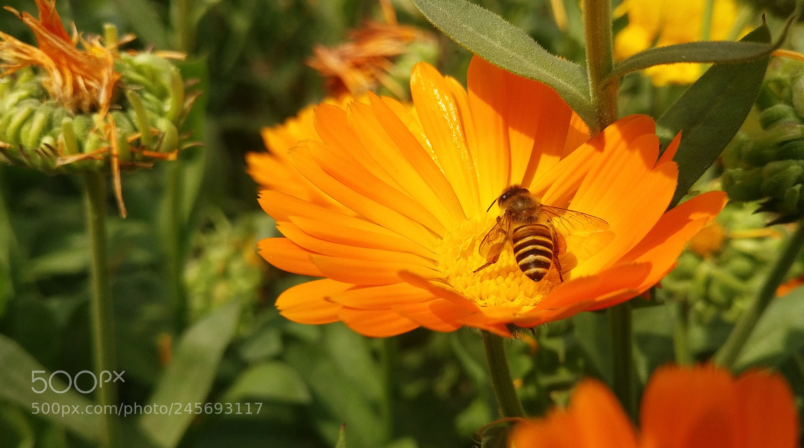 OnePlus A3003 sample photo. One plus 3 and photography