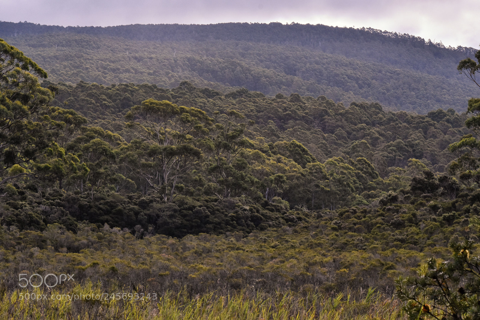Nikon D5600 sample photo. Living trees photography