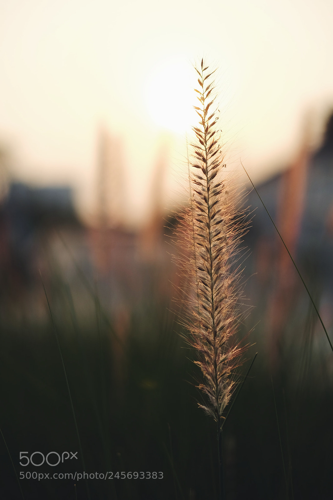 Fujifilm X-T10 sample photo. Grass photography