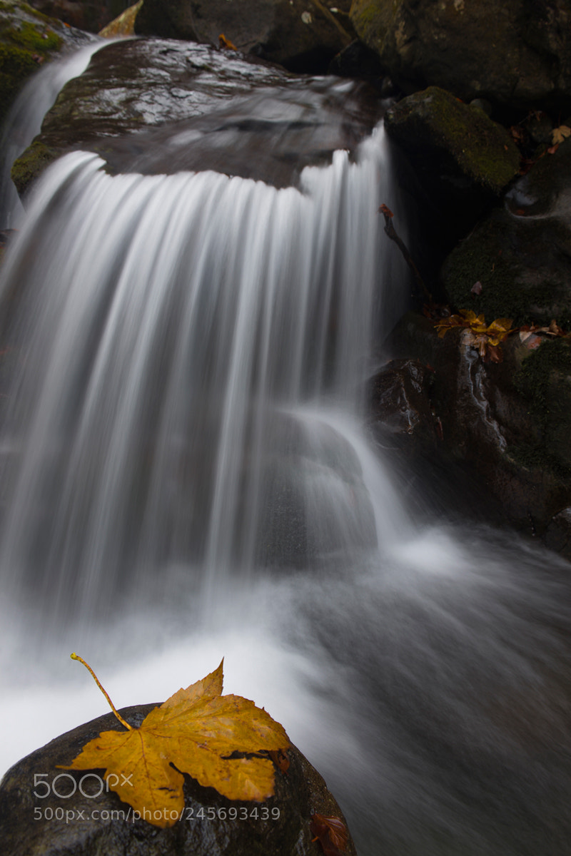 Nikon D600 sample photo. Untitled photography