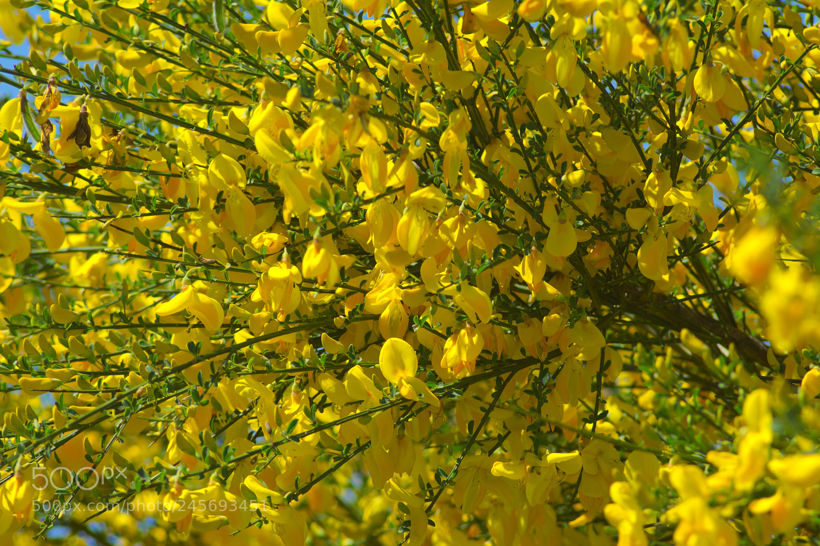 Nikon D5200 sample photo. Żarnowce6 photography