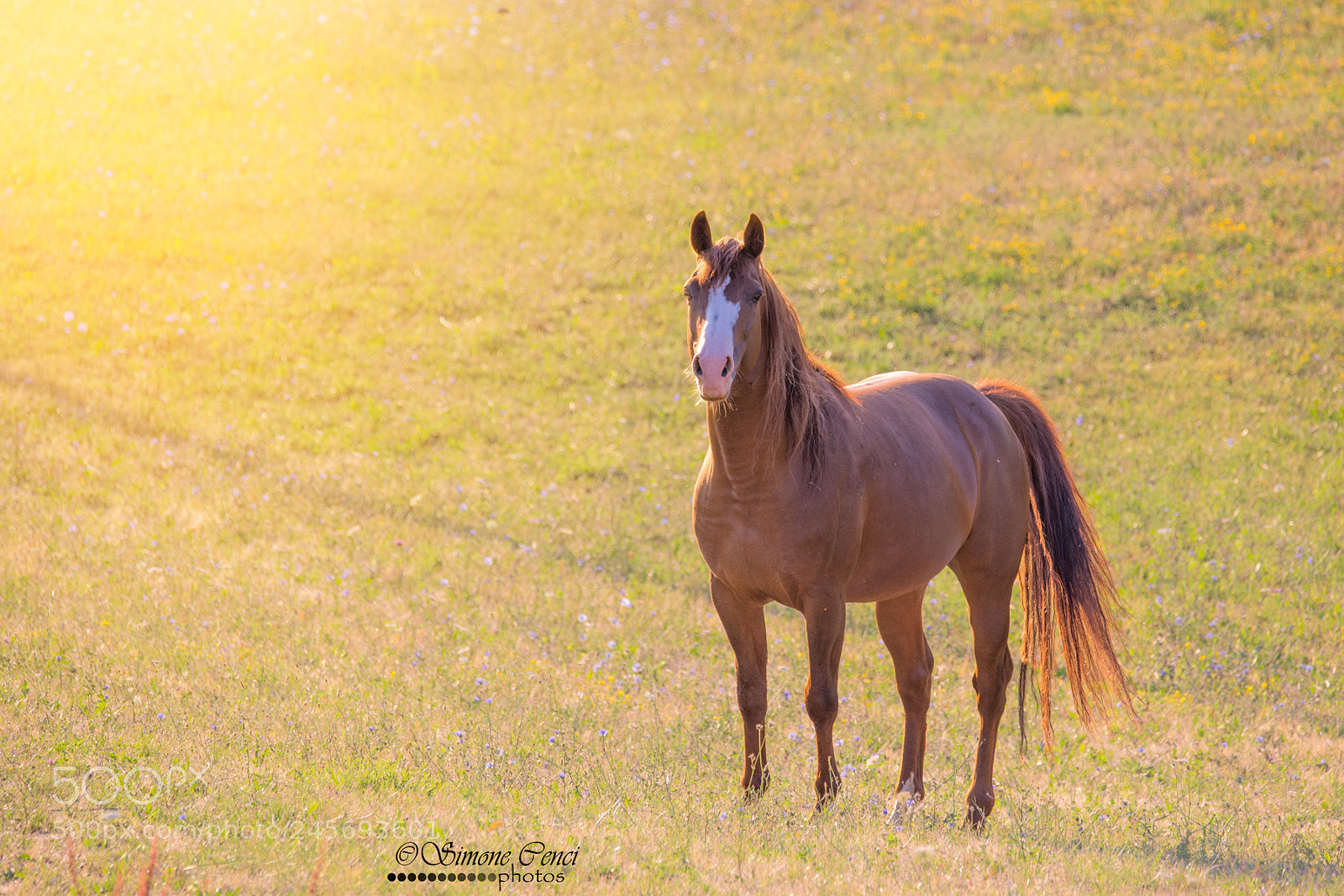 Nikon D600 sample photo. Untitled photography