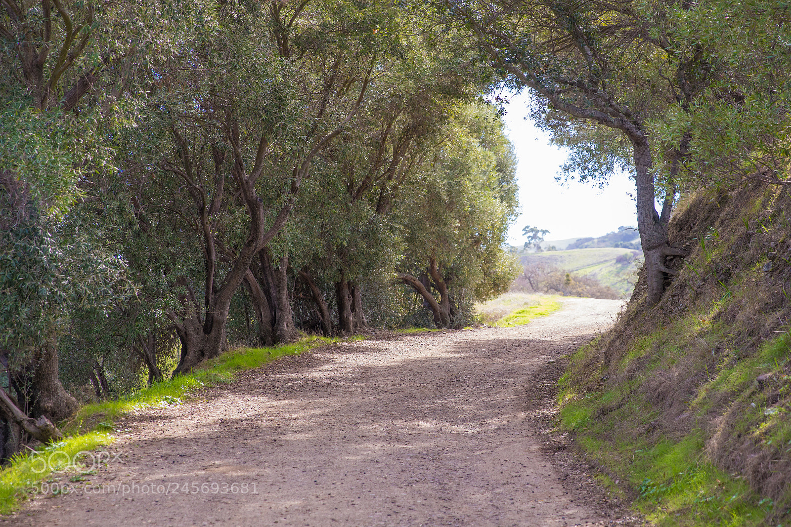 Canon EOS 6D Mark II sample photo. Olive trail photography