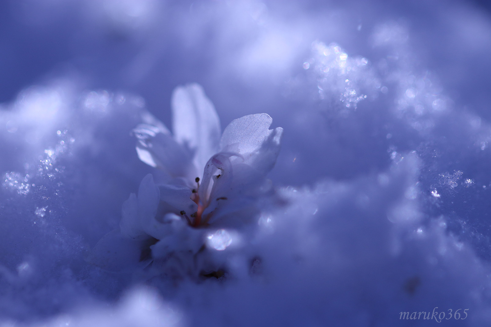 Canon EF 100mm F2.8L Macro IS USM sample photo. 冬の桜 photography