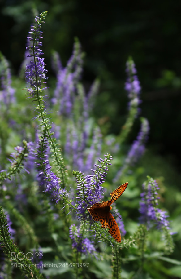Canon EOS 750D (EOS Rebel T6i / EOS Kiss X8i) sample photo. Wild calamint photography