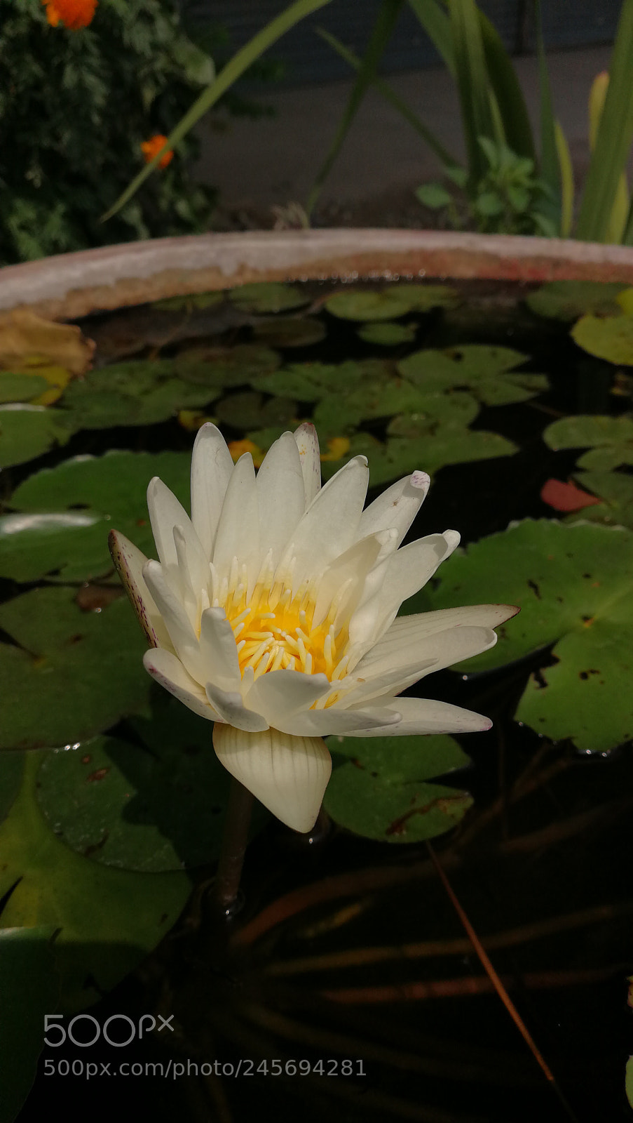 HUAWEI P10 sample photo. Untitled photography