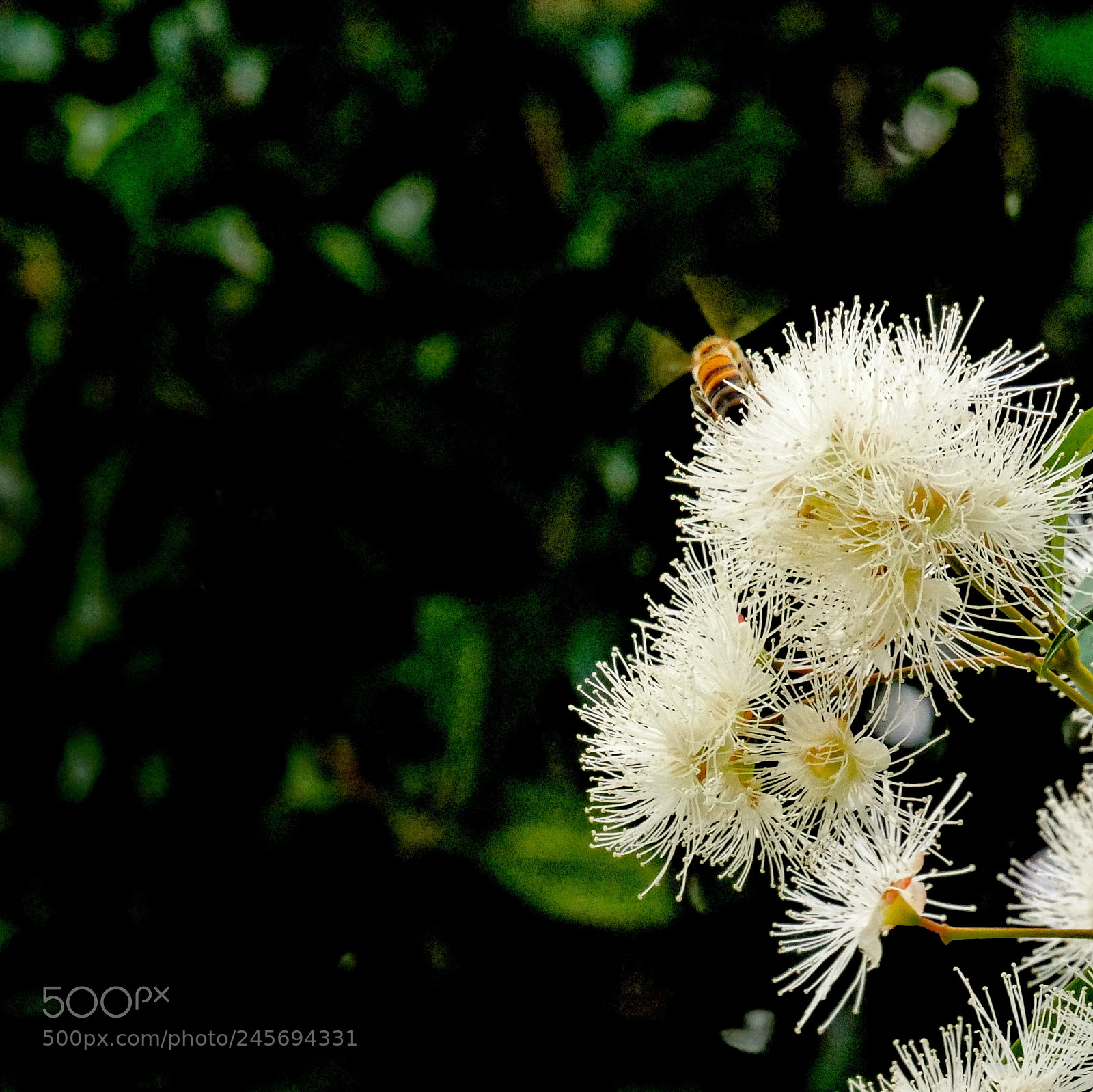 Panasonic Lumix DMC-G7 sample photo. Oh god a bee photography