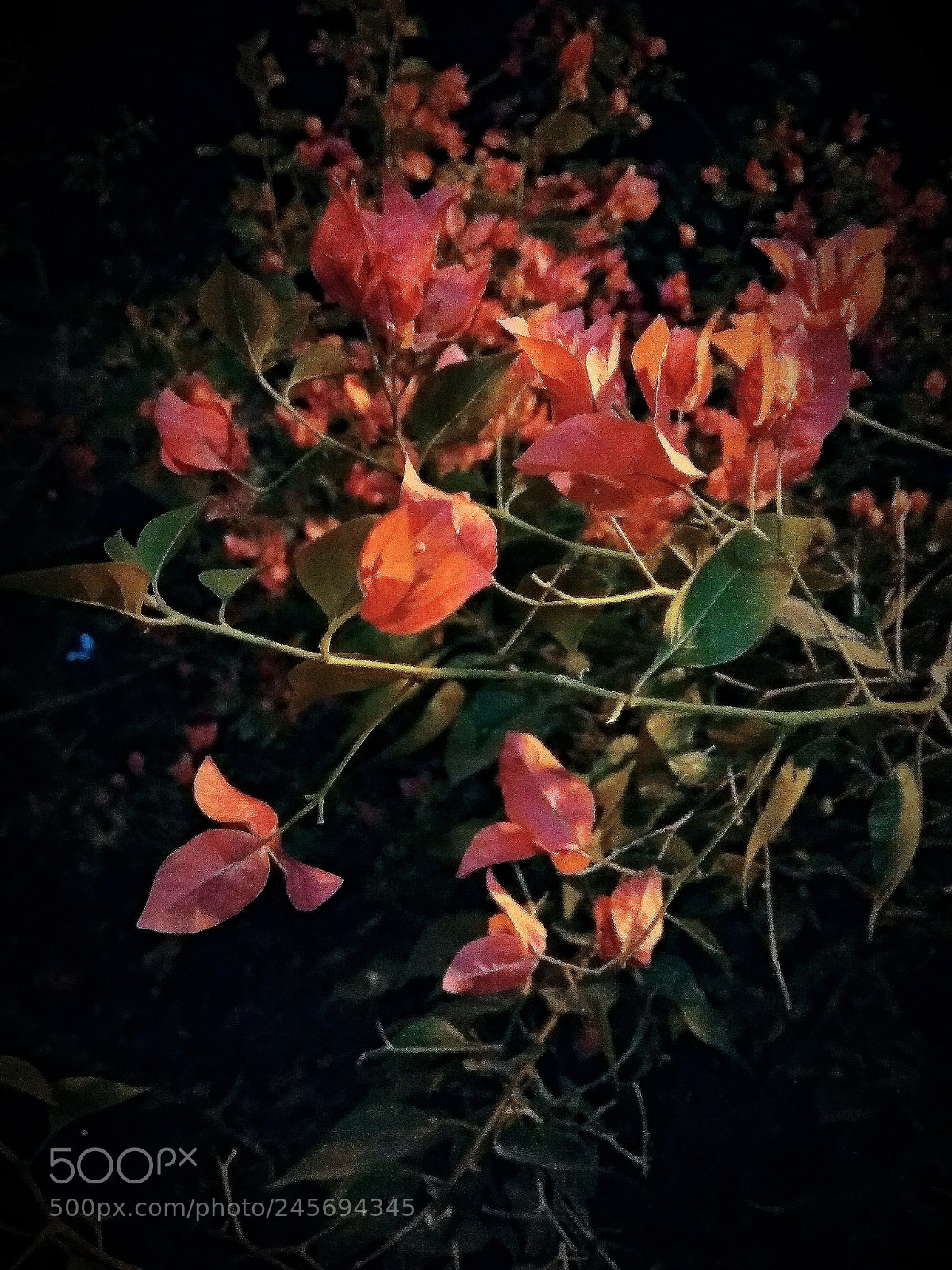Xiaomi Redmi Note 5A sample photo. Untitled photography
