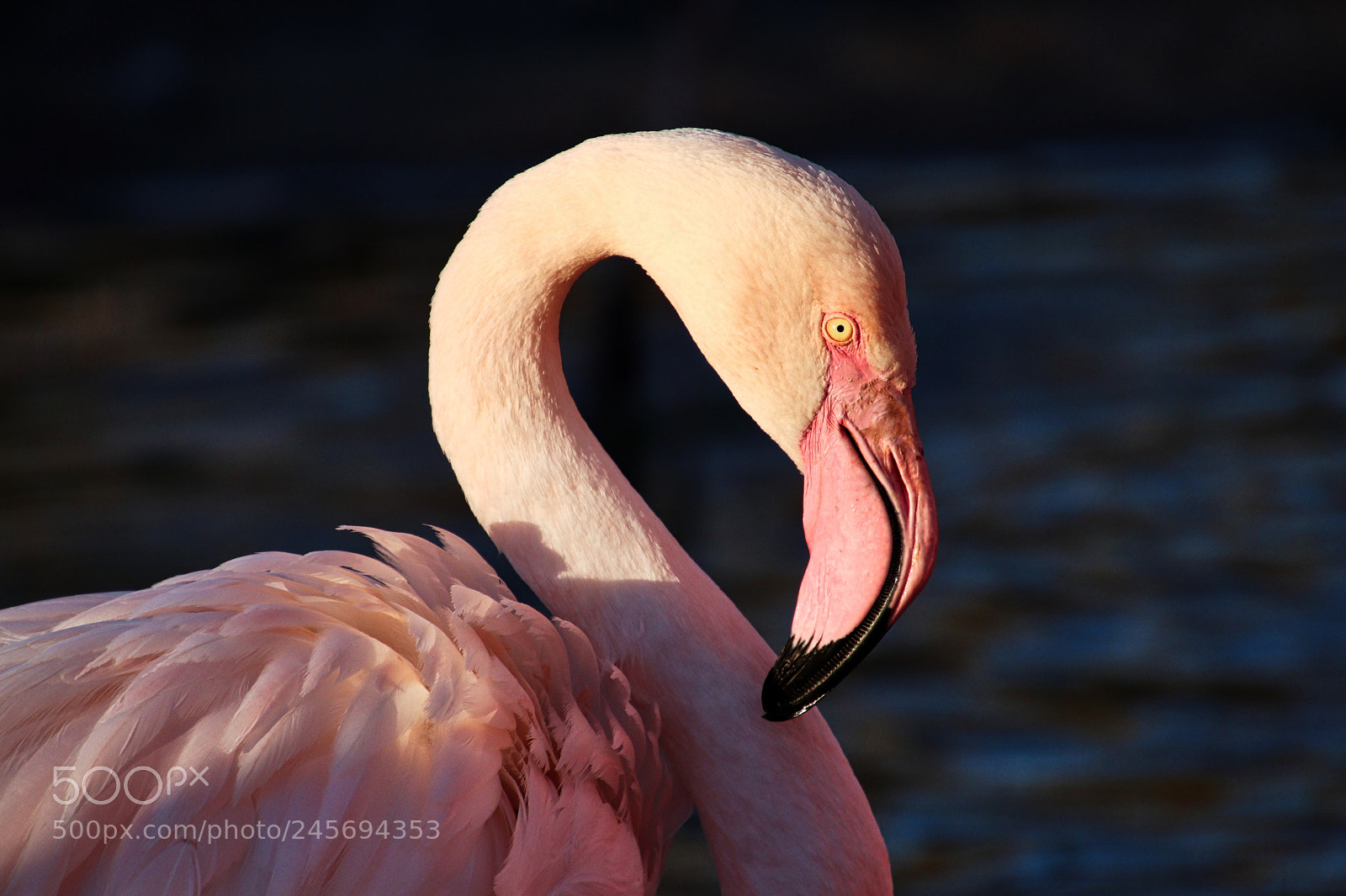 Canon EOS 77D (EOS 9000D / EOS 770D) sample photo. Pink flamingo photography