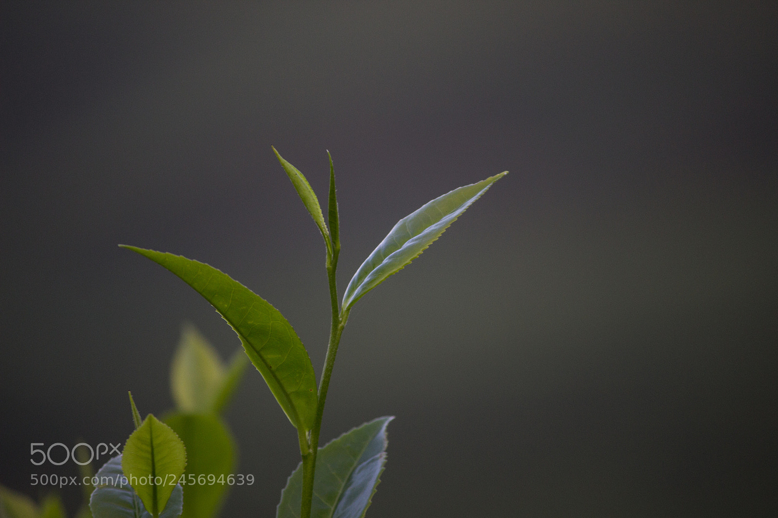 Canon EOS 600D (Rebel EOS T3i / EOS Kiss X5) sample photo. Tea leaves photography