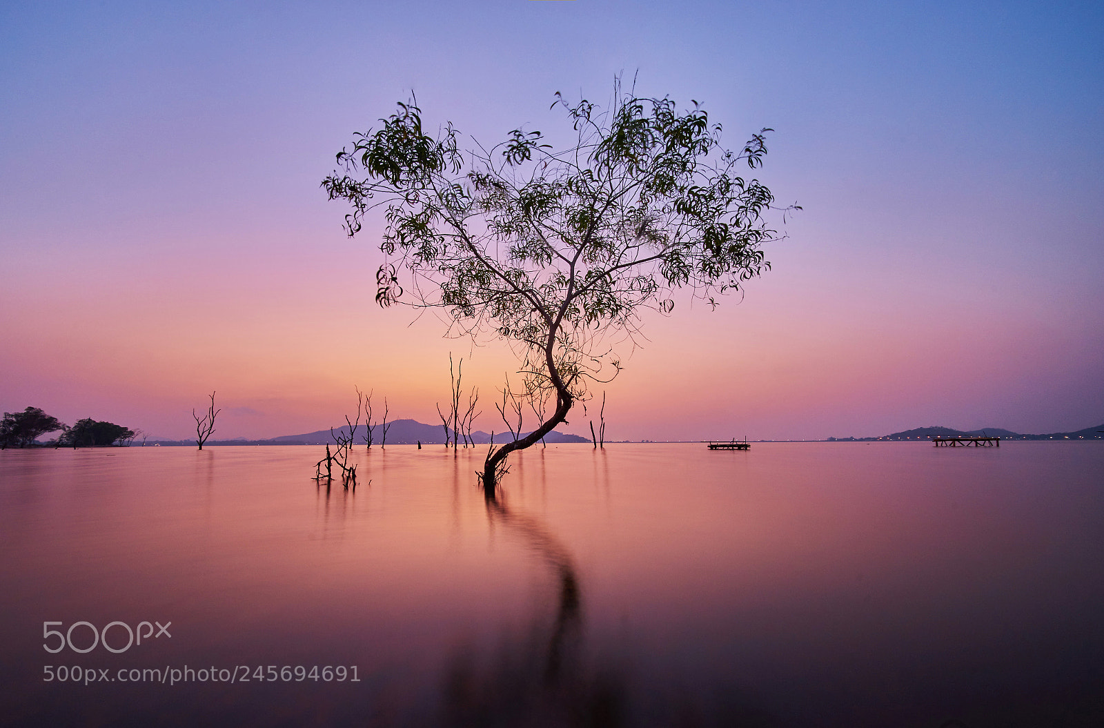 Sony a7 II sample photo. Tree in the water photography