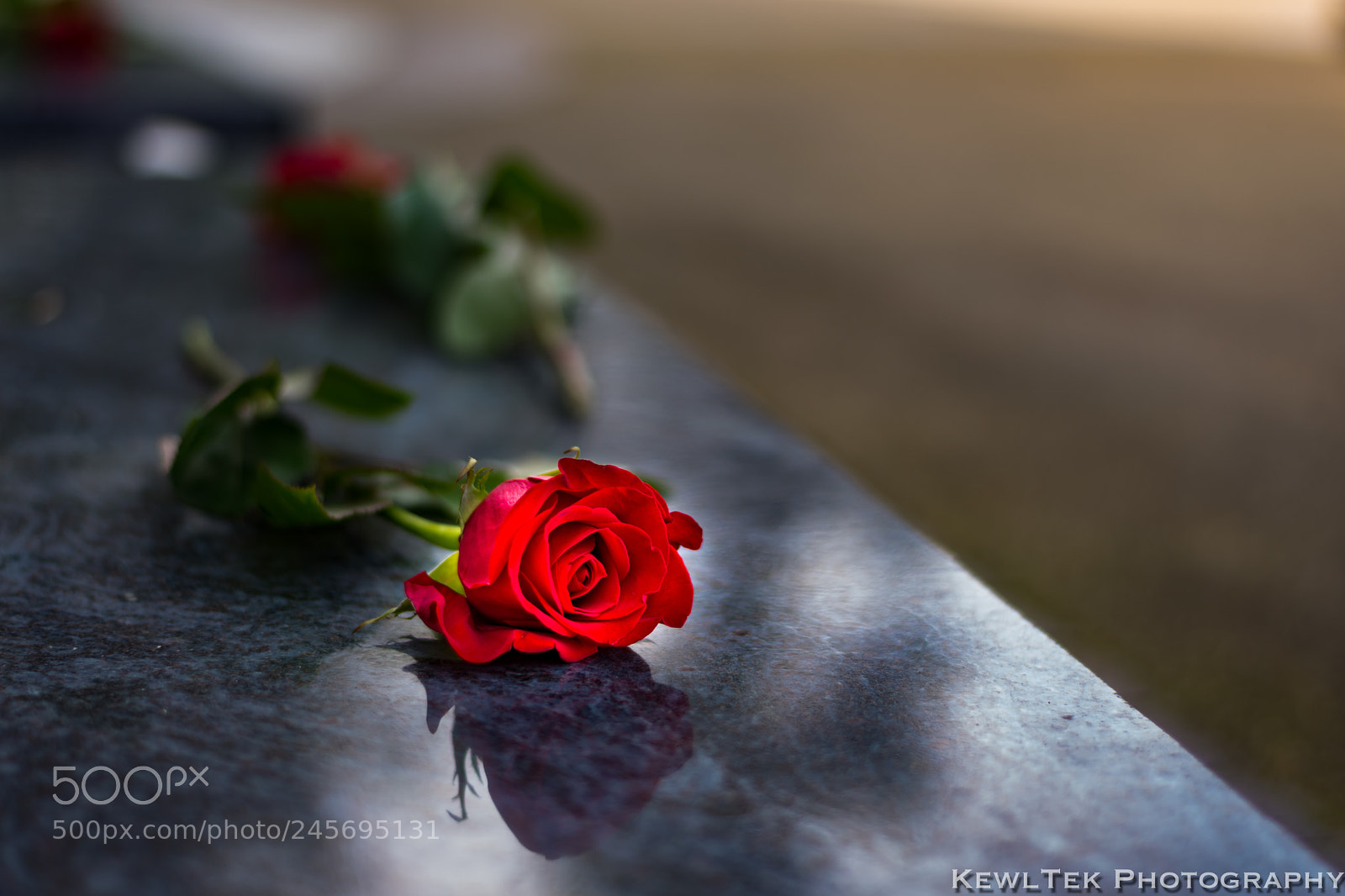 Nikon D5600 sample photo. Roses are placed at photography