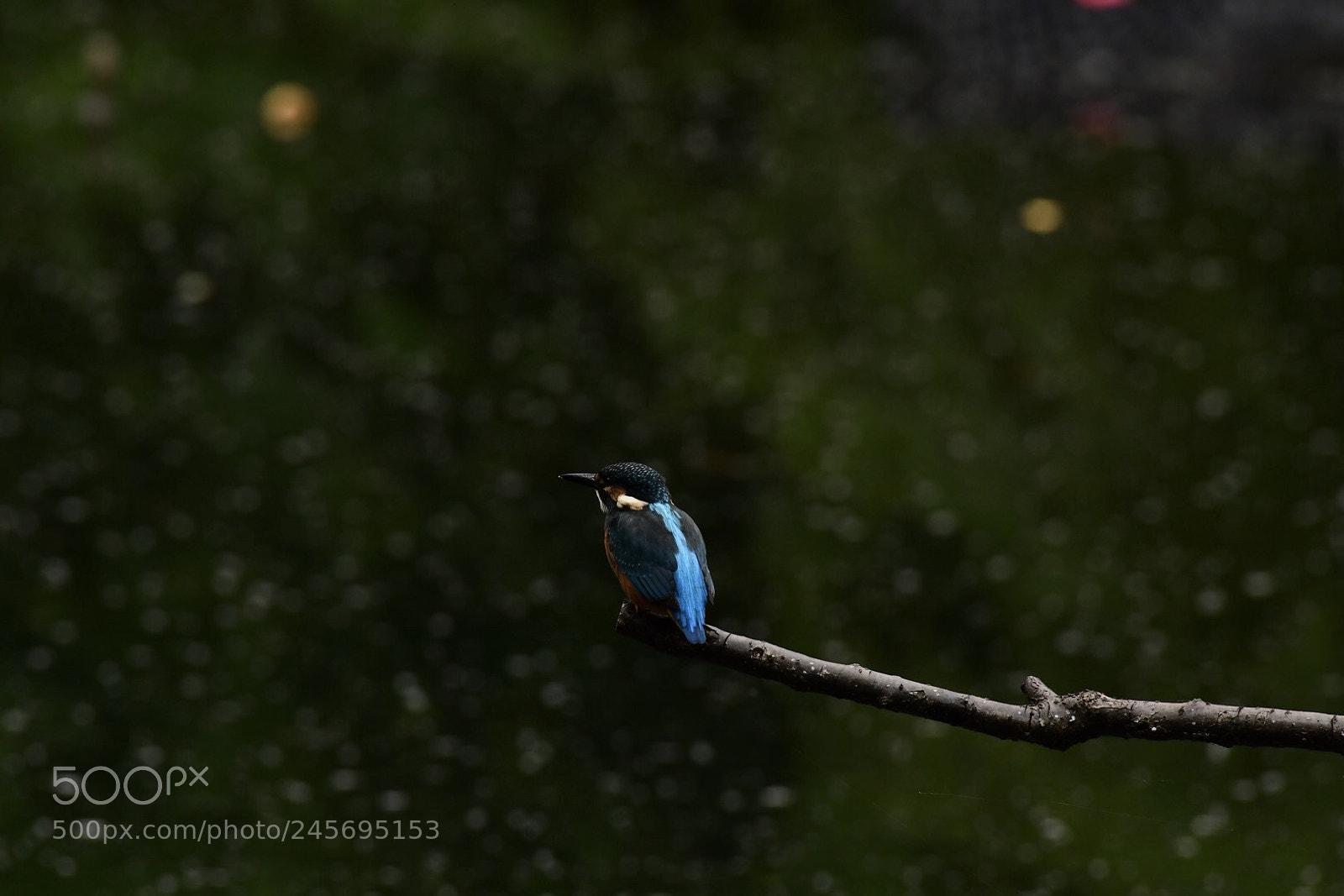 Nikon D500 sample photo. Kingfisher photography