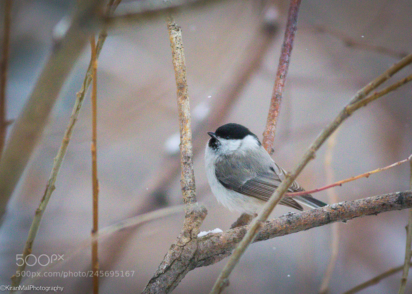Canon EOS 7D Mark II sample photo. Tit waiting for snowfall photography