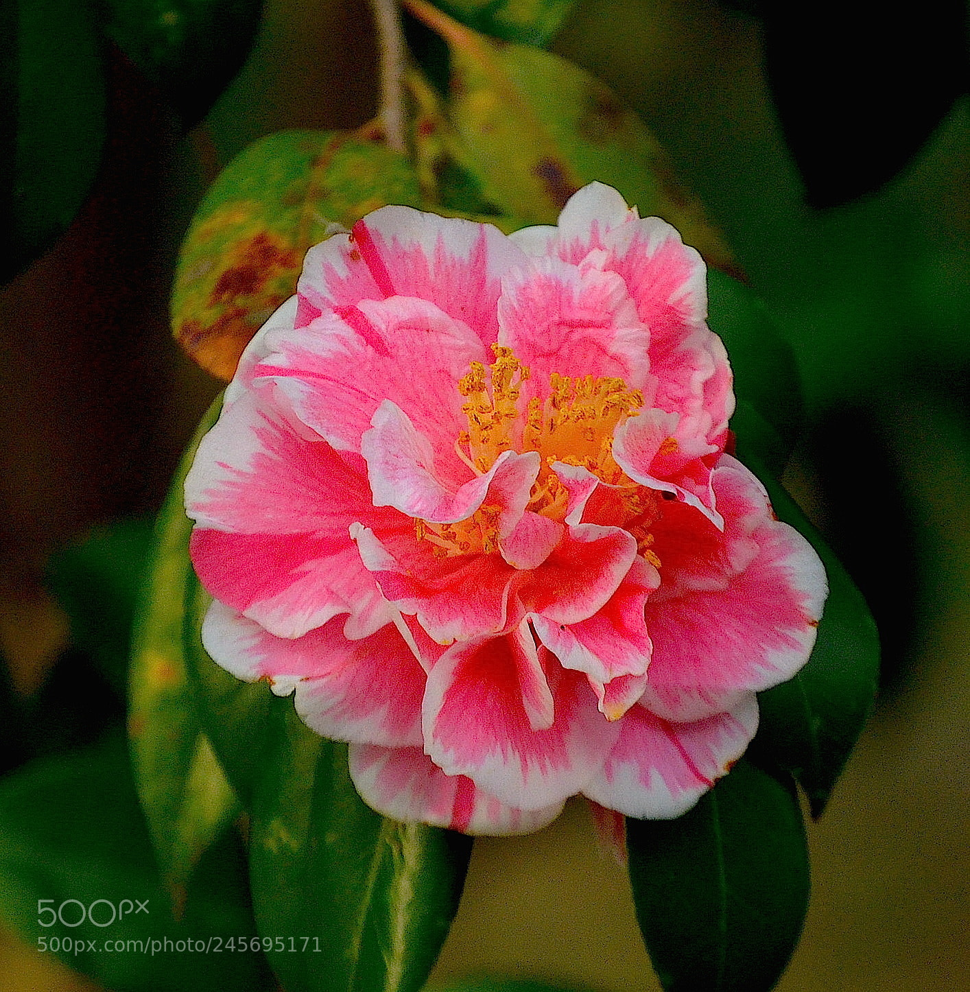Nikon D5100 sample photo. Camellia photography