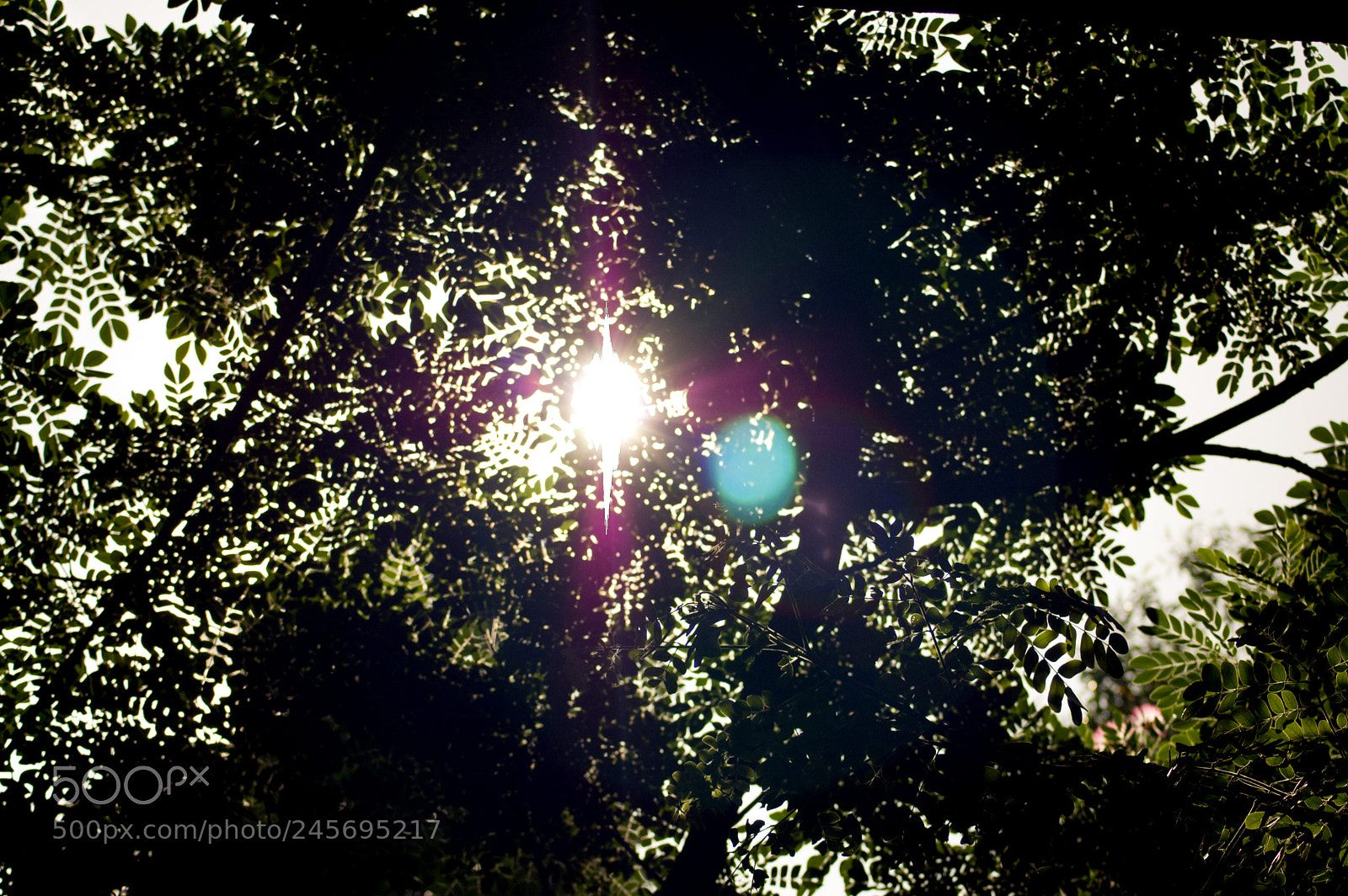 Nikon D40 sample photo. Sunlight peeping through the photography