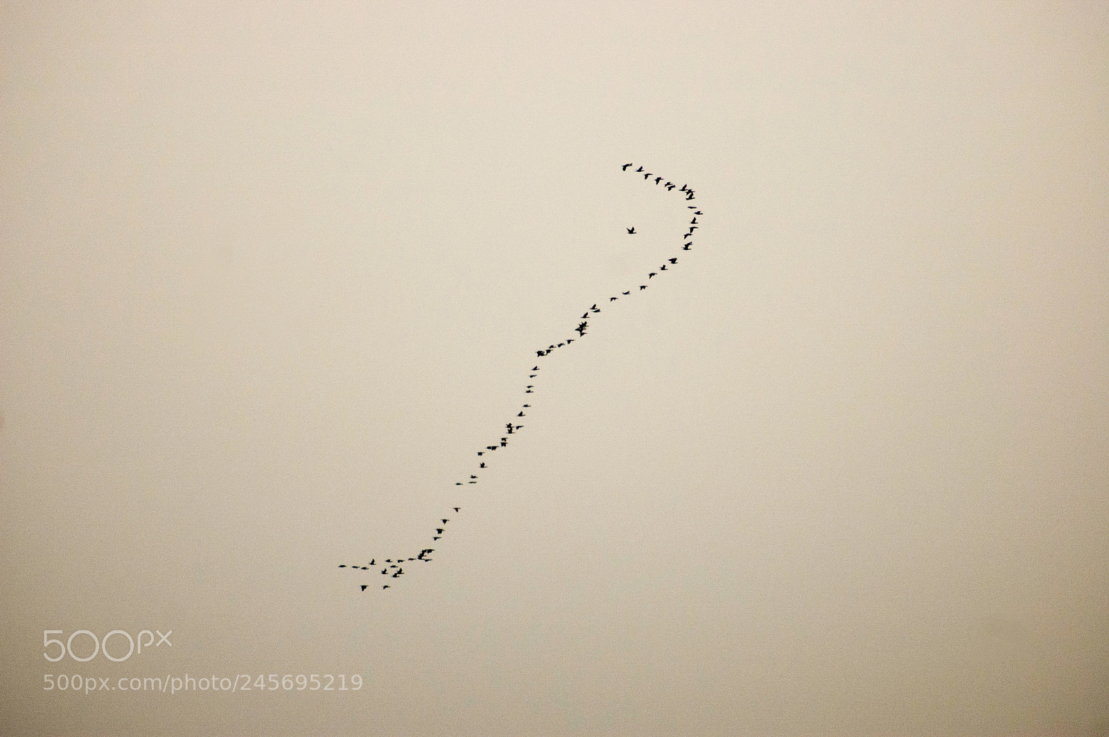 Nikon D40 sample photo. A group of birds photography