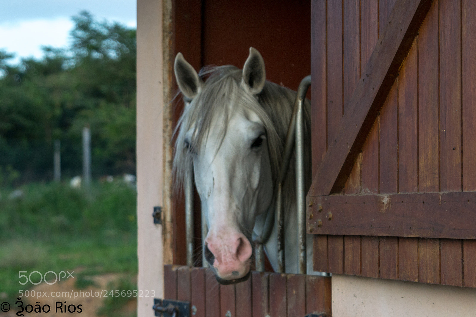 Nikon D3100 sample photo. Horse photography
