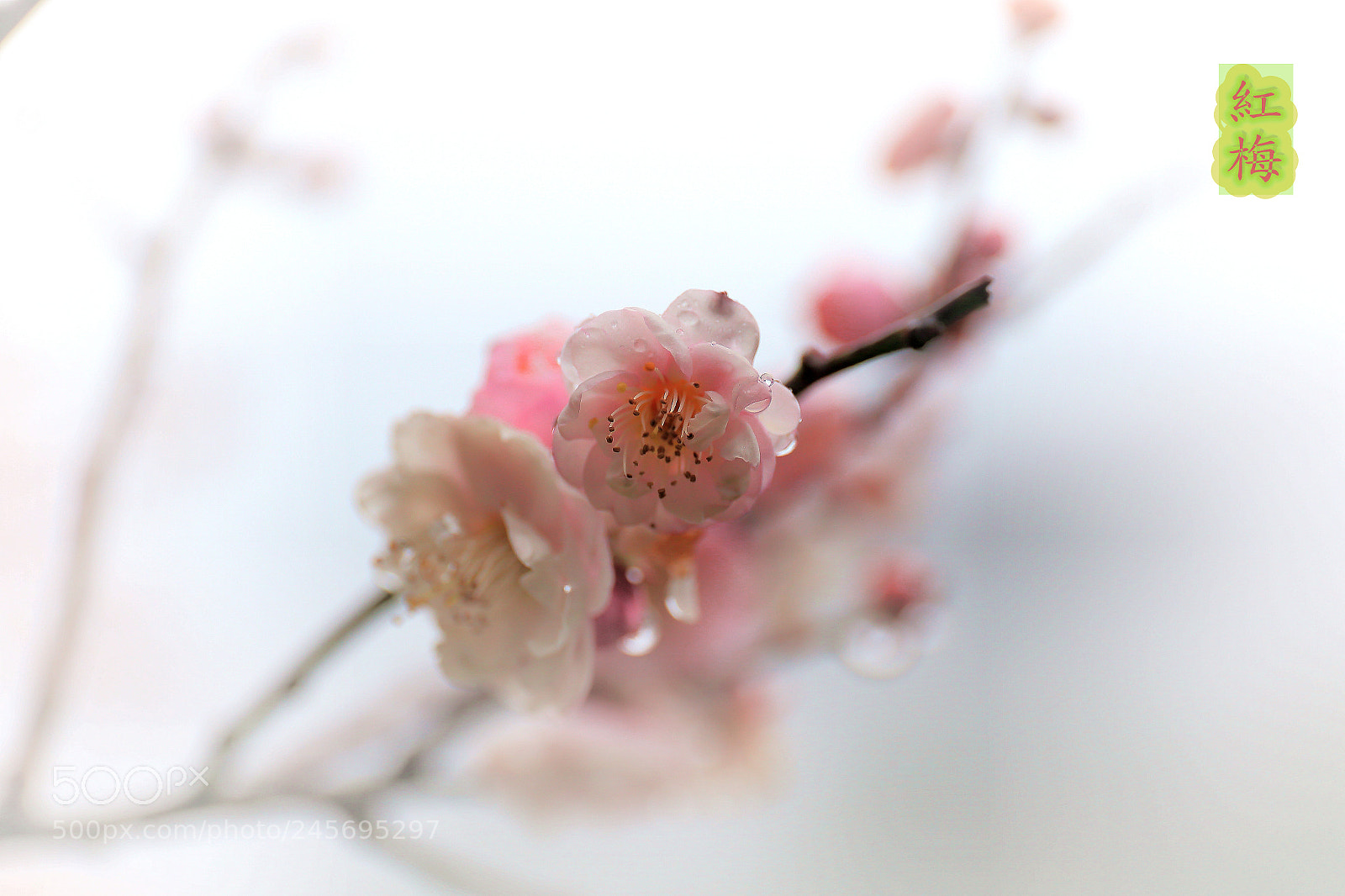 Canon EF 24-70mm F4L IS USM sample photo. 紅梅 photography