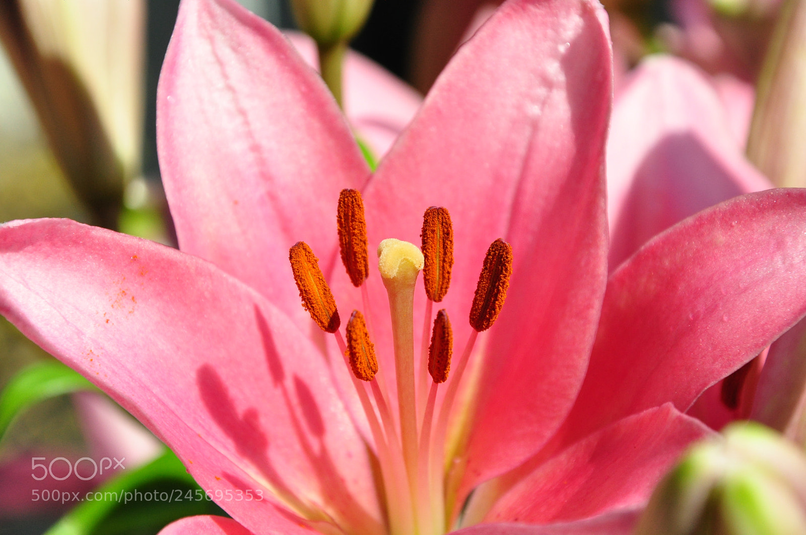 Nikon D90 sample photo. Close up flower photography