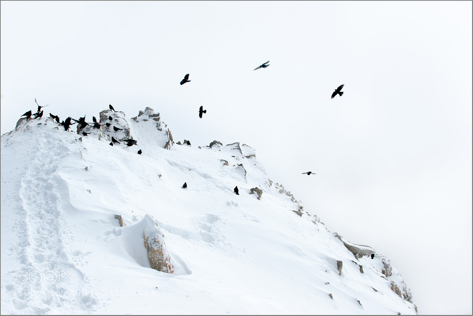 Sony Alpha DSLR-A900 sample photo. Alpine choughs (3) photography