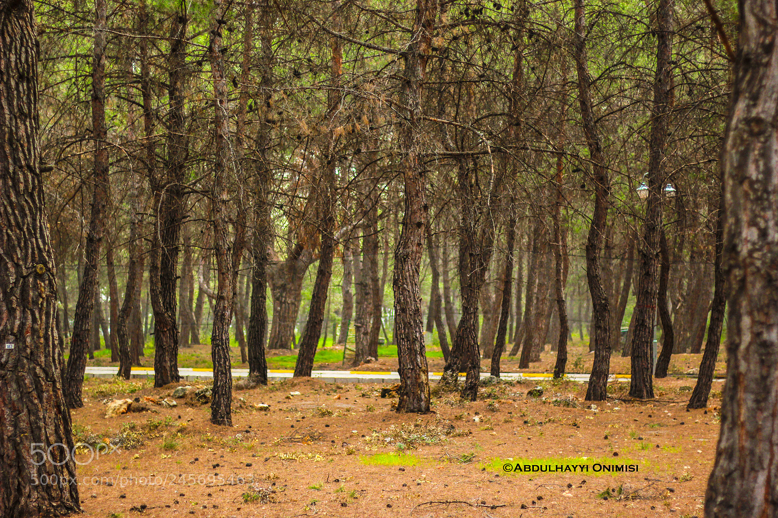 Canon EOS 60D sample photo. Peaceful woods photography