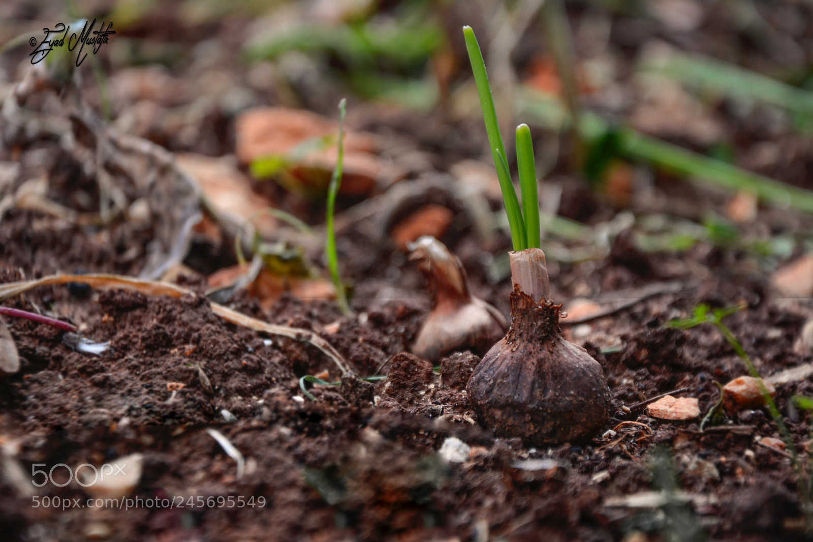 Nikon D7100 sample photo. Cultivation of onions photography
