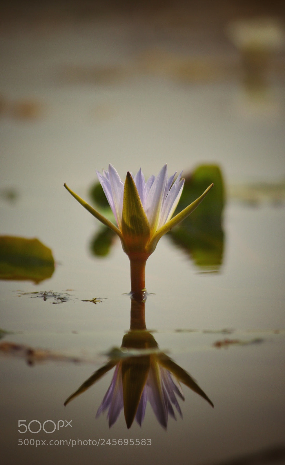 Canon EOS 1200D (EOS Rebel T5 / EOS Kiss X70 / EOS Hi) sample photo. Water lily. photography