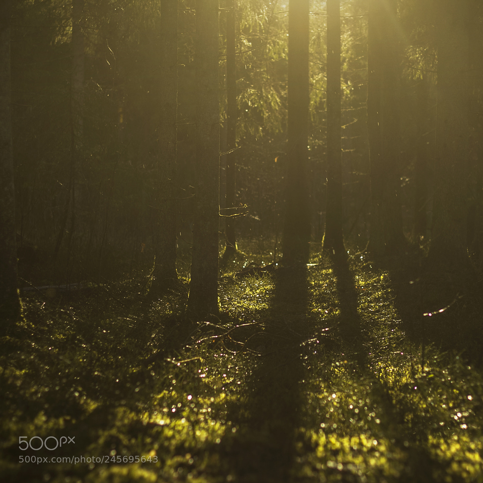 Canon EOS 60D sample photo. Woods photography