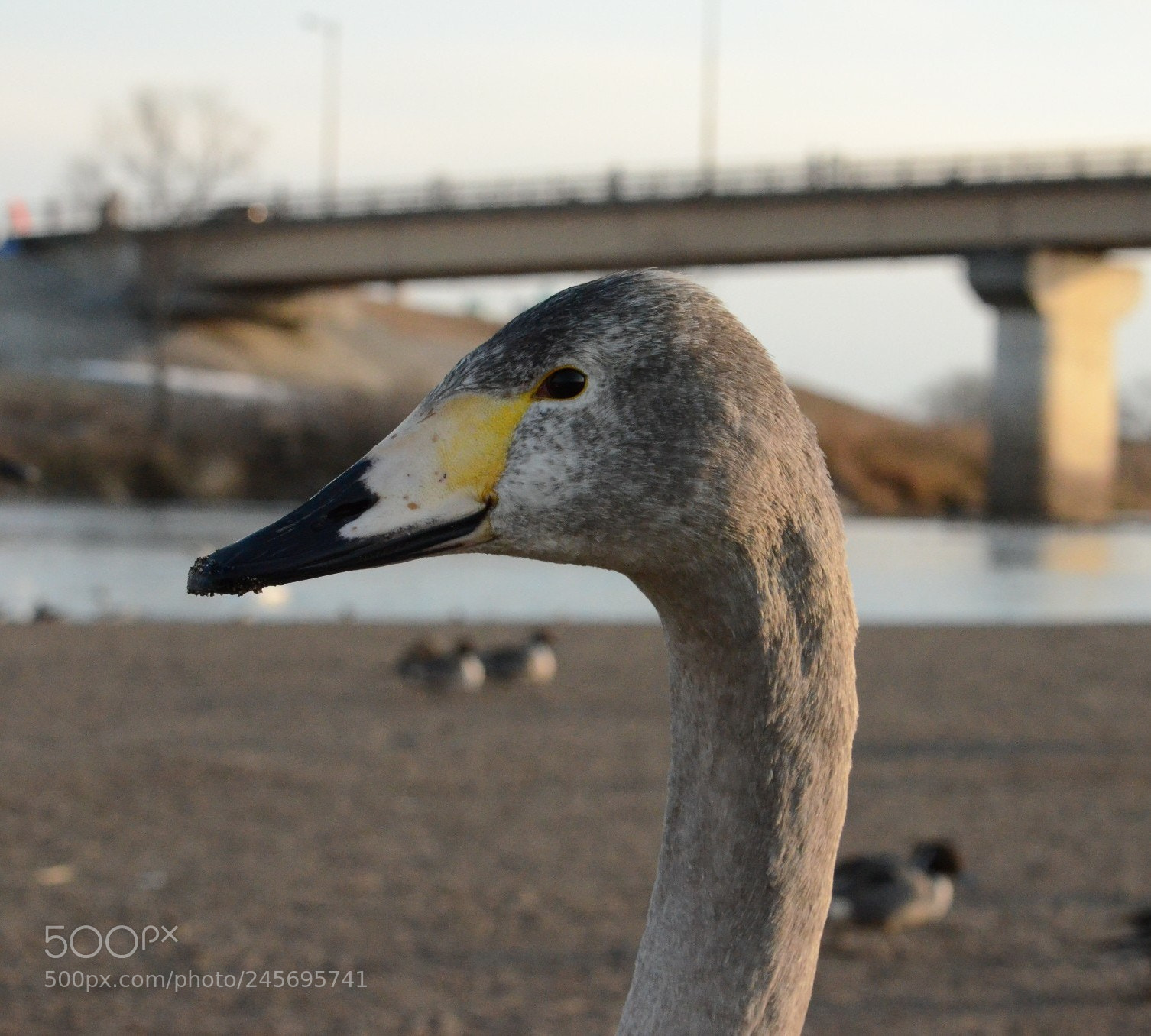 Nikon D5100 sample photo. Untitled photography