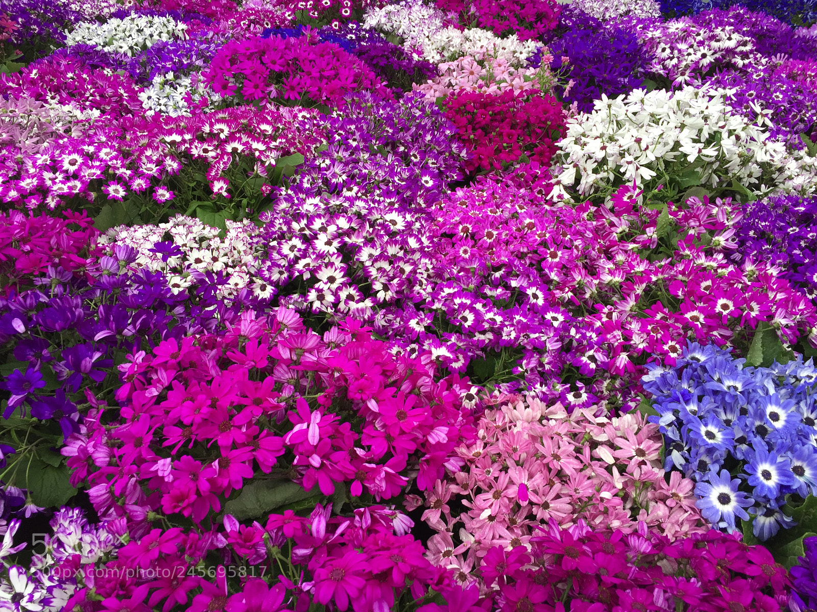 Apple iPhone 6 sample photo. Flowers photography
