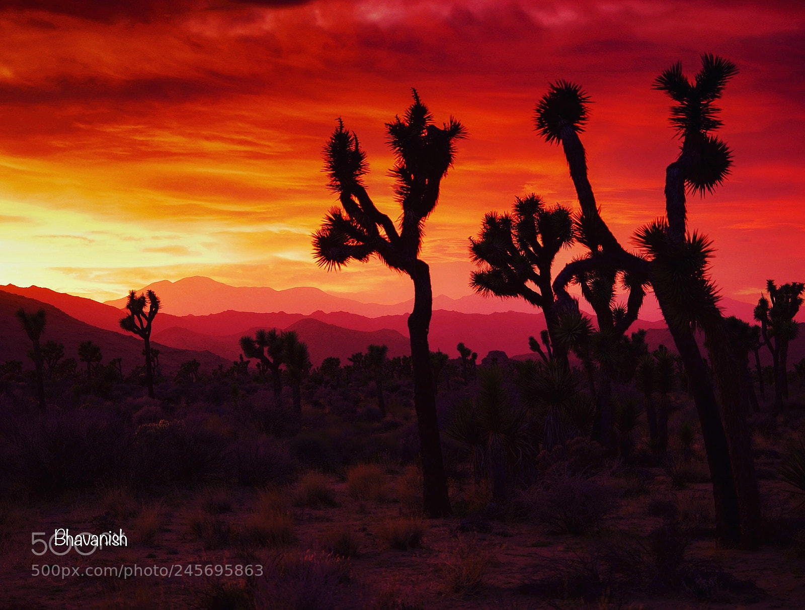 Olympus OM-D E-M10 sample photo. Joshua tree sunset photography