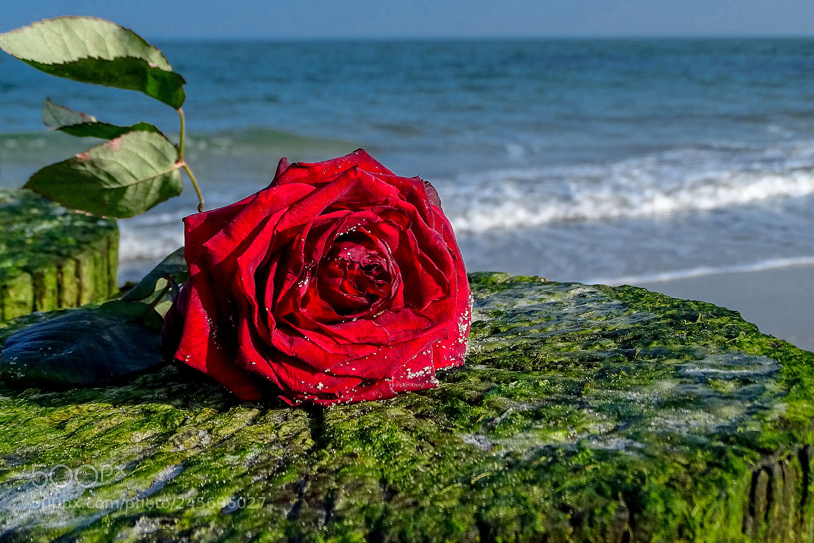 Sony Cyber-shot DSC-HX400V sample photo. Red rose photography